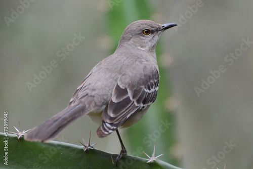 Northern Mockingbird (Mimus polyglottos) is the Texas state bird. Portrait with a cactus plant.