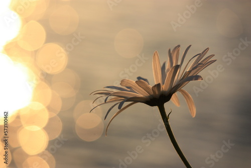 White daisy flower backlit at sunset with sunlight reflecting off the water in the background