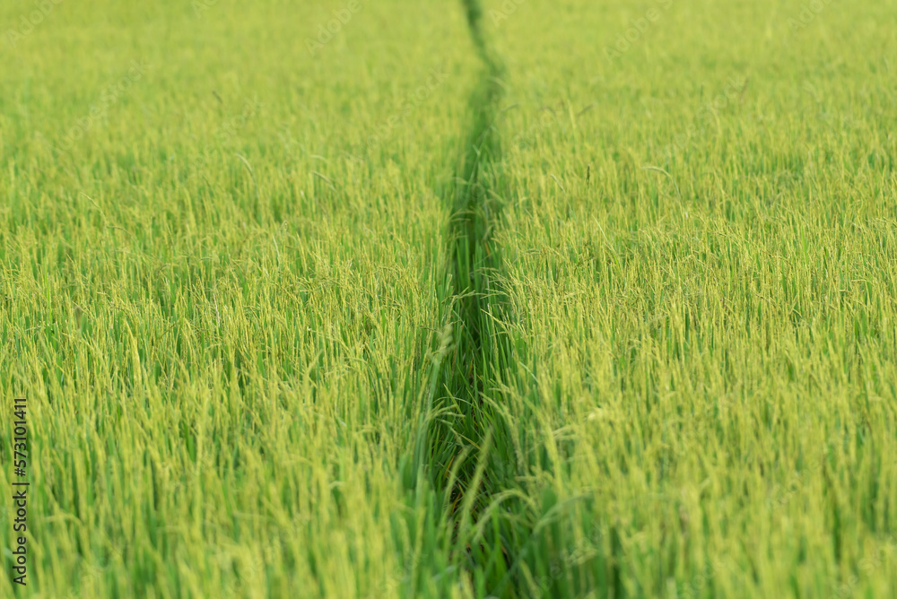Nature of rice field on rice paddy Nature of rice field on rice paddy