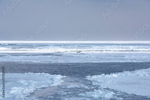 Hokkaido,Japan - February 15, 2023: Haliaeetus albicilla flying over Drift ice in the offing of the Abashiri port, Hokkaido, Japan 