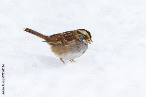 White-throated sparrow (Zonotrichia albicollis) in harsh Canadian winter