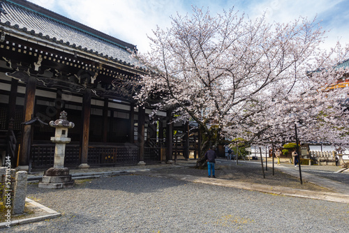 京都府 本法寺の桜と春景色