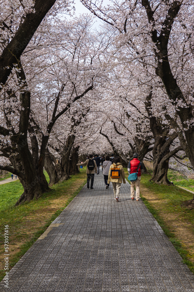 京都府 淀川河川公園背割堤地区の桜と春景色