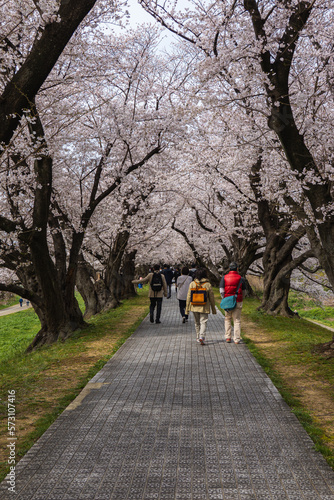 京都府 淀川河川公園背割堤地区の桜と春景色