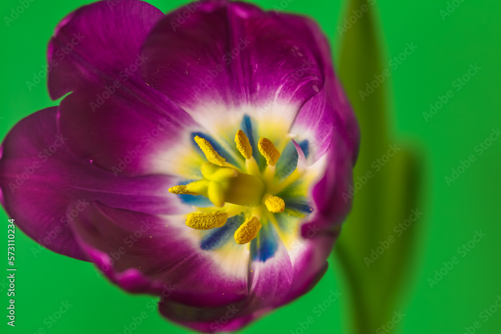 Garden Tulip, overhead close up, beautiful and colorful detail at center Garden Tulip, overhead close up, beautiful and colorful detail at center