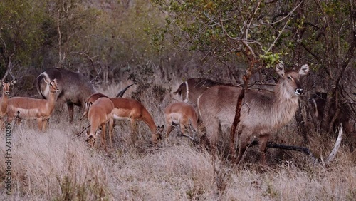 Antelope Herd Watching Camera On Safari