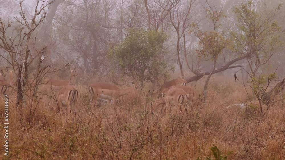 Herd Of Antelopes In Misty Savannah, Africa Herd Of Antelopes In Misty Savannah, Africa