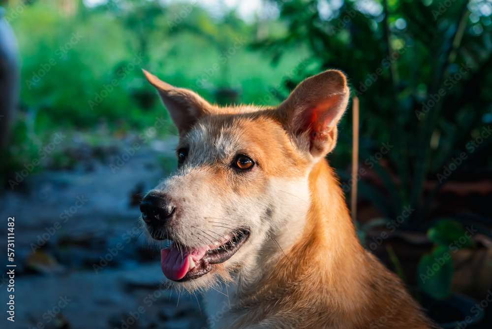 Thai brown stray dog playing with joy and happy Thai brown stray dog playing with joy and happy