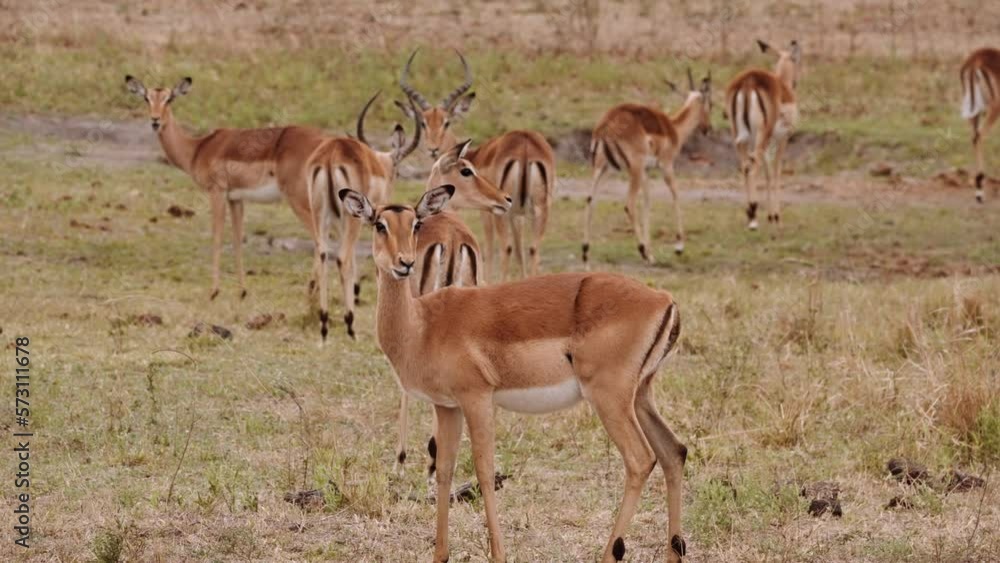 Antelopes Grazing In Savannah, South Africa Antelopes Grazing In Savannah, South Africa