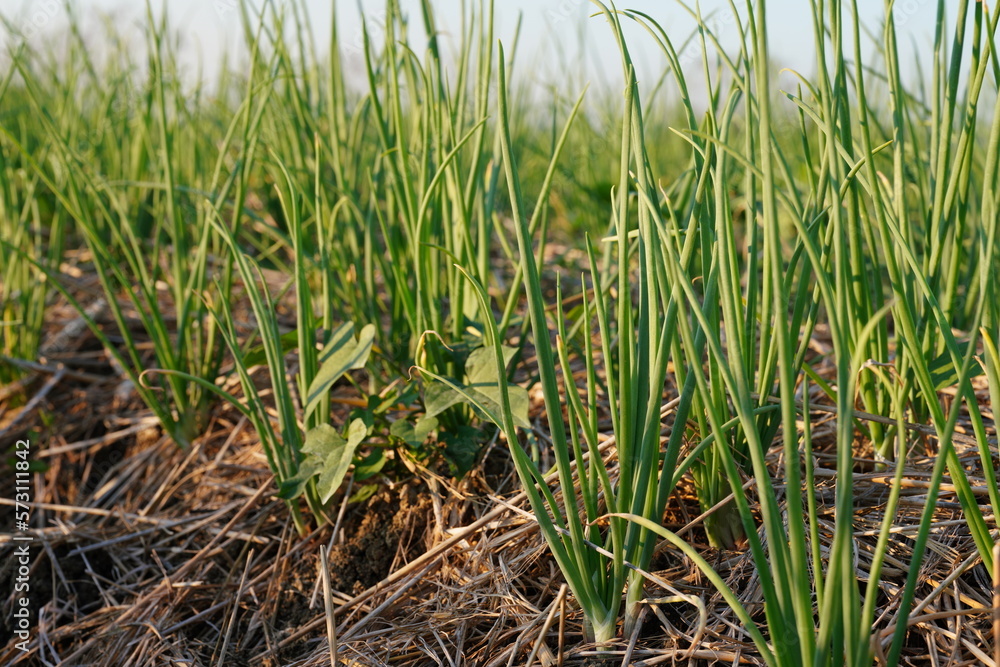 A garden where onions are planted in an agricultural plot A garden where onions are planted in an agricultural plot