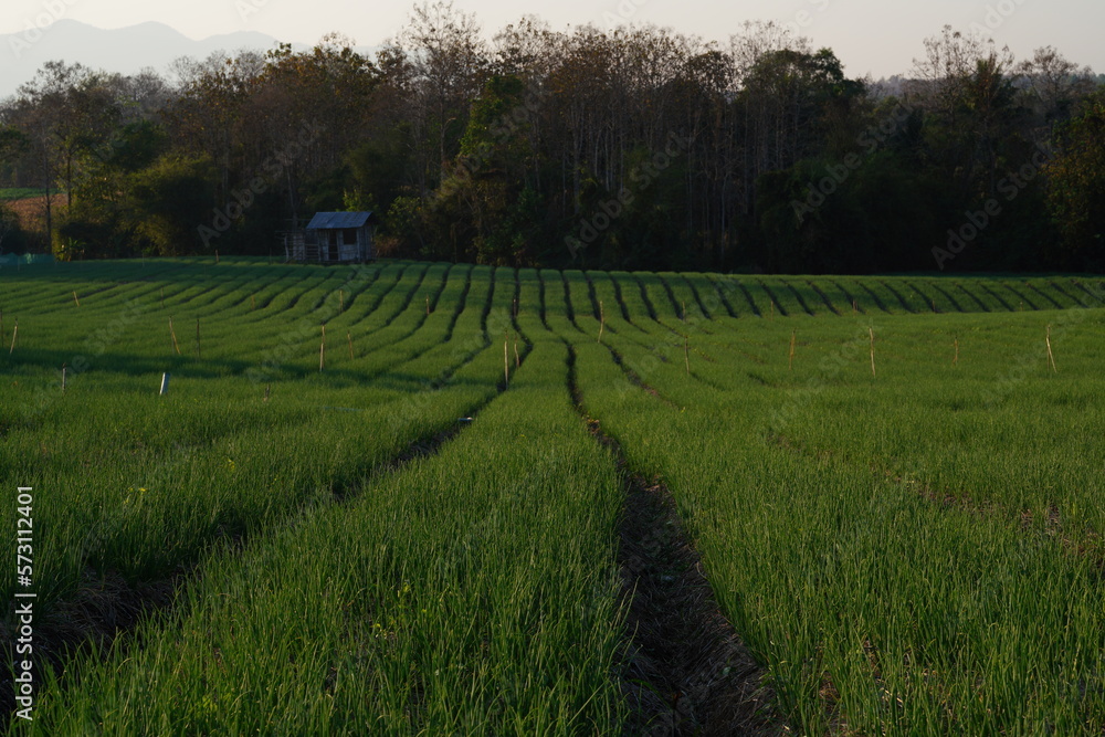 Fototapeta premium A garden where onions are planted in an agricultural plot