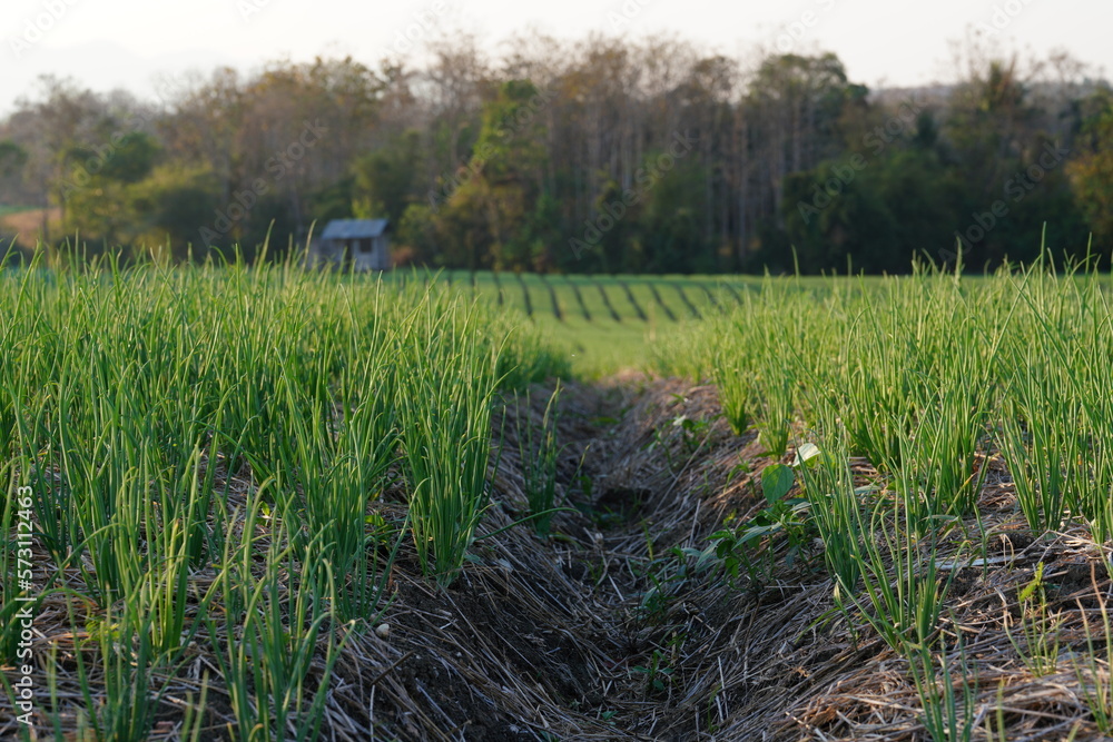 A garden where onions are planted in an agricultural plot A garden where onions are planted in an agricultural plot