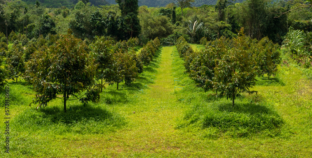 Durian garden that is cultivated in the best areas in southern Thailand Durian garden that is cultivated in the best areas in southern Thailand