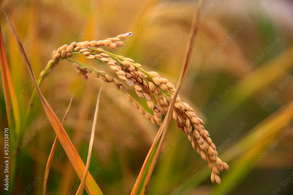 Fototapeta premium Mature rice farm in the country
