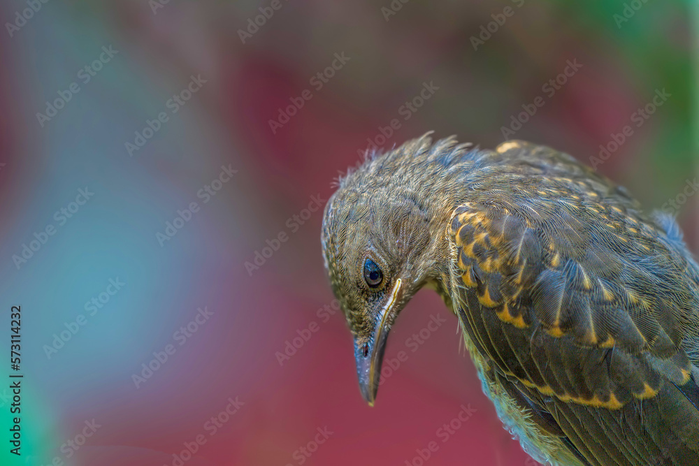 Obraz premium A small bird with its head down in the Amazon rainforest