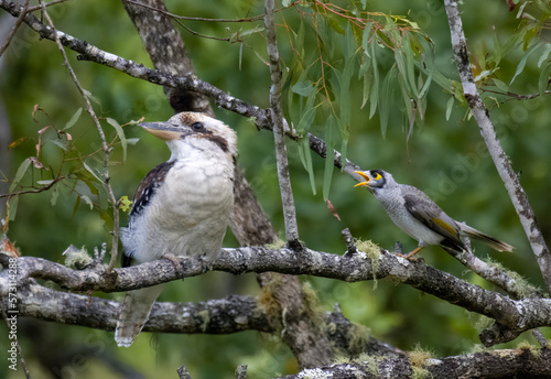 Kookaburra and Noisy Miner in tree