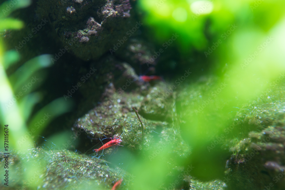 Fototapeta premium fish in aquarium