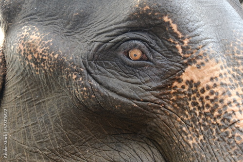 Sticker The eye of an elephant at a natural conservational eco park in North Sumatra, Indonesia