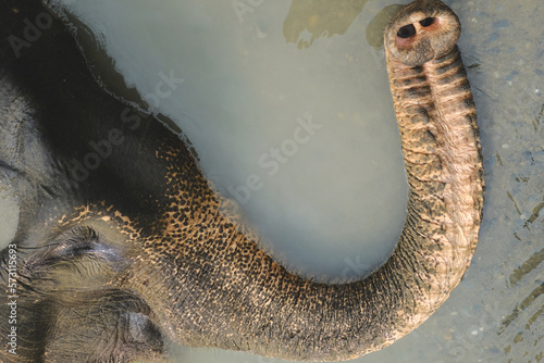 The trunk of an elephant while bathing in a river at natural conservational eco park in North Sumatra, Indonesia.