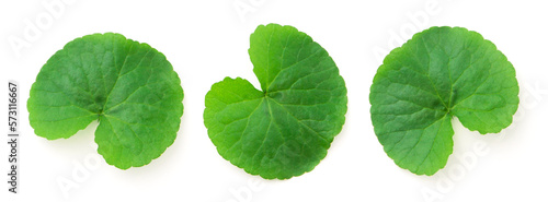 Gotu kola (centella asiatica) green leaf isolated on white background.