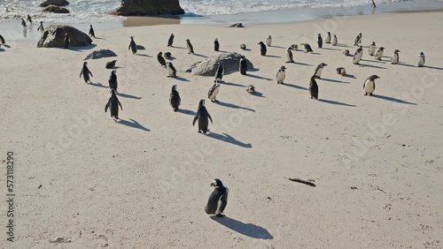 Endangered African Penguins On Boulders Beach