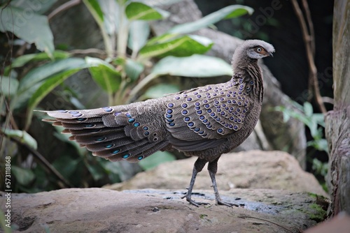 Grey Peacock-pheasant or Polyplectron bicalcaratum is listed as Least Concern.