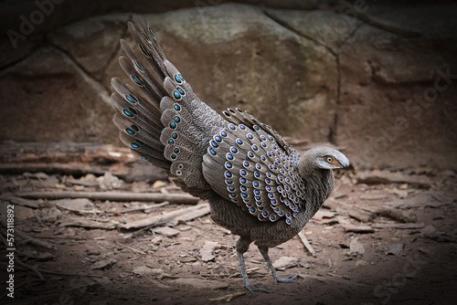 Least Concern Bird, Grey Peacock-pheasant.
