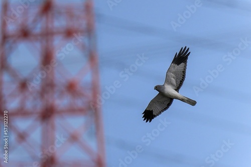 青空バックに都市公園上空を悠然と飛ぶハイイロチュウヒ オス