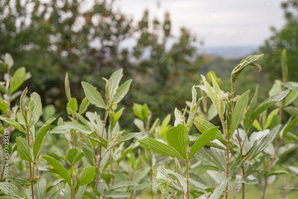 Landscape of hilltop with cloudy vibes when rain season. The photo is suitable to use for environment background, nature poster and nature content media. Landscape of hilltop with cloudy vibes when rain season. The photo is suitable to use for environment background, nature poster and nature content media.