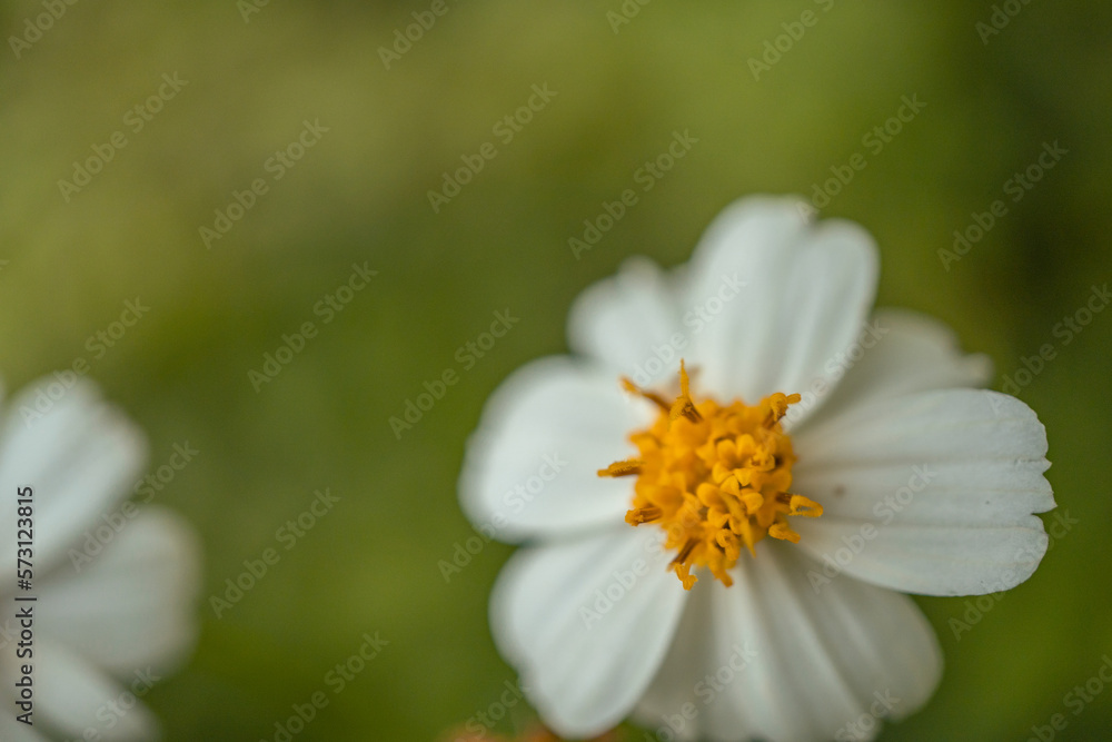 Macro photo of meadow flower white, pink yellow and violet color. The photo is suitable to use for nature flower background, poster and advertising. Macro photo of meadow flower white, pink yellow and violet color. The photo is suitable to use for nature flower background, poster and advertising.