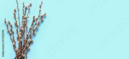 Pussy willow branches on light blue background with space for text