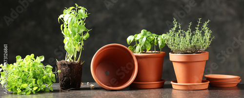 Pots with fresh aromatic herbs on dark background