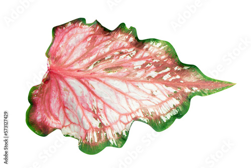 beautiful Caladium bicolor leaves