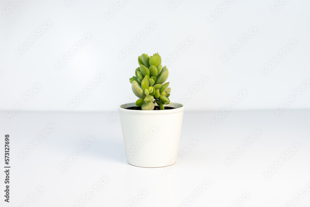 Beautiful bear paws spongy leaves succulent plant in a white ceramic pot isolated on white background Beautiful bear paws spongy leaves succulent plant in a white ceramic pot isolated on white background