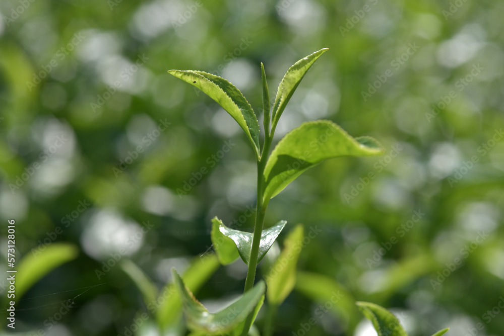 茶の若葉 茶の若葉