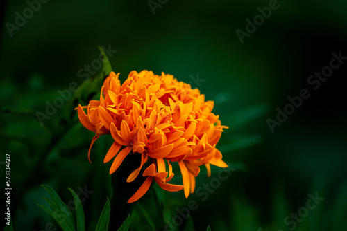 This lovely photograph captures the beauty of a yellow flower in stunning detail, with a blur effect in the background that creates a soft, dreamy effect. The vibrant yellow color of the flower is cap