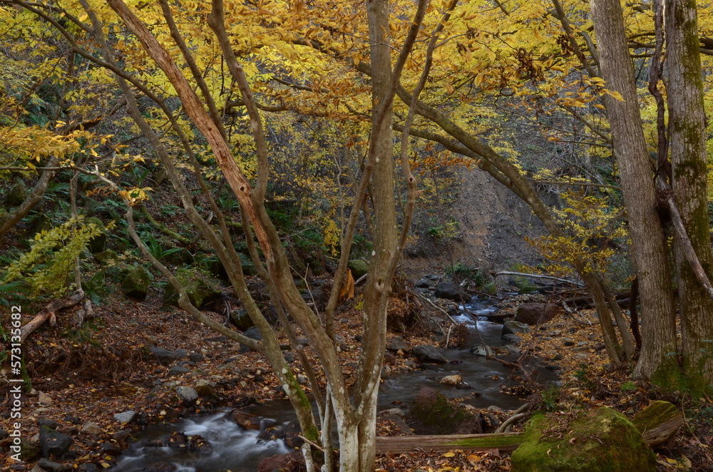 晩秋の達沢不動滝