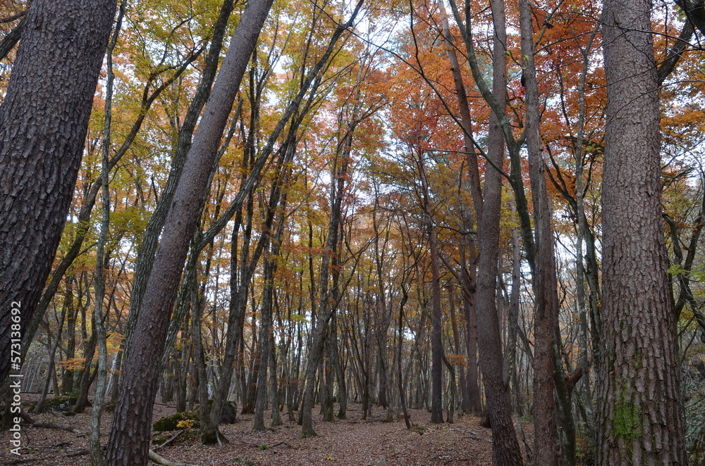 Fototapeta premium 中ノ沢温泉の紅葉