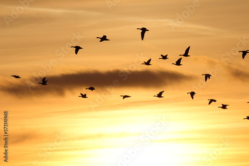Sunset Geese © Julian