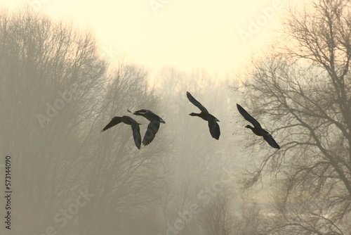 Tablou pe pânză winter geese