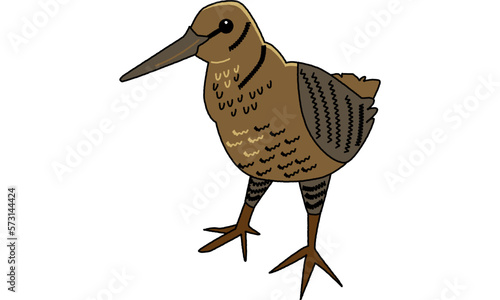 世界自然遺産の島の生き物のアマミヤマシギ　ポップ調