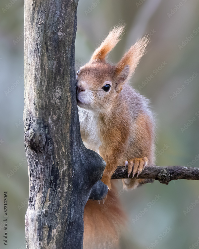 Wildlife Squirrel Wildlife Squirrel