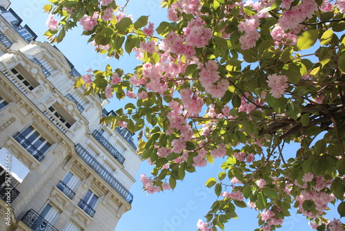 Cherry blossoms in Paris city