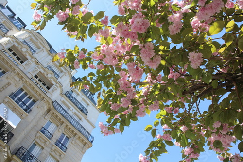 Cherry blossoms in Paris city photo