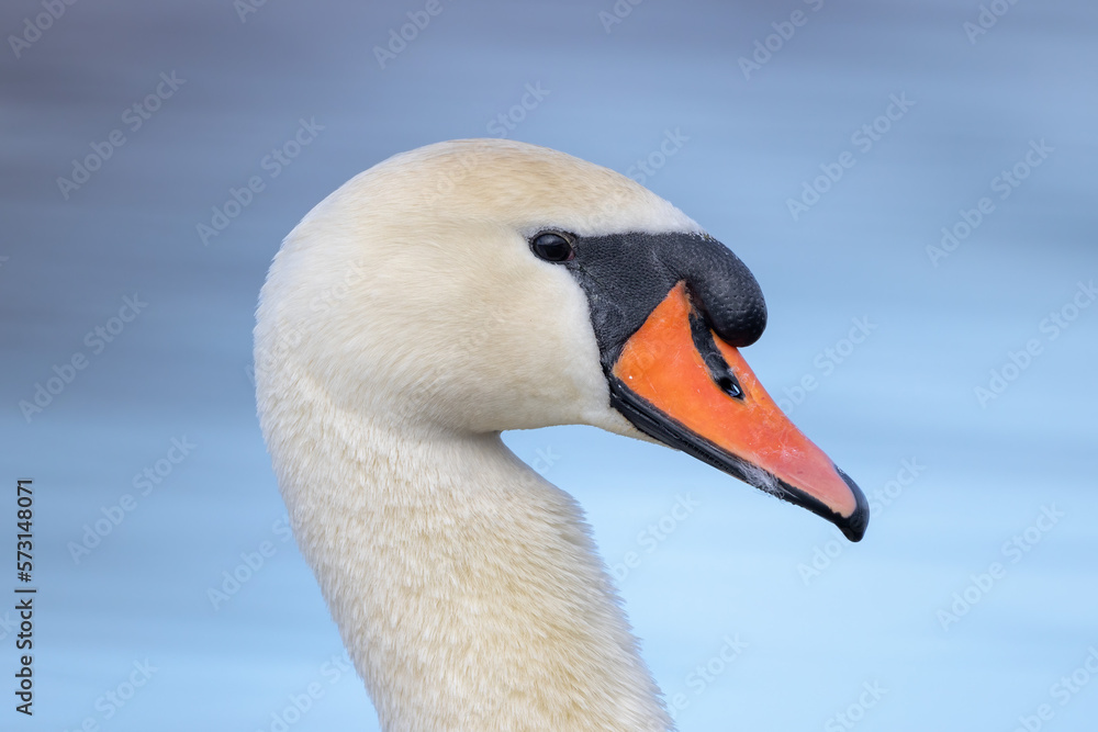 Mute swan bird cygnus olor on closeup portrait Mute swan bird cygnus olor on closeup portrait