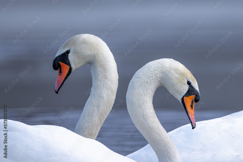 Mute swan pair birds cygnus olor on lake Mute swan pair birds cygnus olor on lake