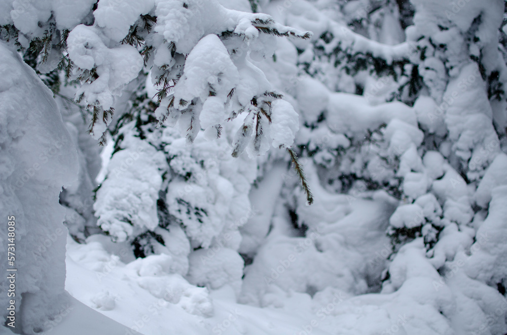 snow covered trees snow covered trees