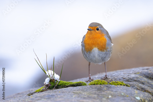 Robin bird Erithacus rubecula standing on a rock looking at camera in winter © AlexandruPh