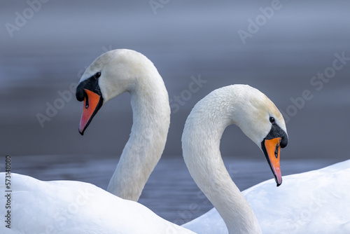 Mute swan pair birds cygnus olor on lake