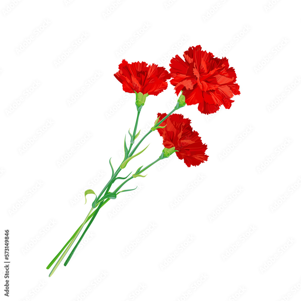 A red carnation highlighted on a white background. Bouquet with in honor of the fallen heroes. Vector clipart for greeting cards for Victory Day, May 9, Anzac Day. A symbol of revolution and victory. A red carnation highlighted on a white background. Bouquet with in honor of the fallen heroes. Vector clipart for greeting cards for Victory Day, May 9, Anzac Day. A symbol of revolution and victory.